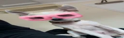 Chihuahua dogs for sale: Toy chihuahua 🐕 in Rotherham - Advert 8