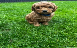 Toy Poodle dogs for sale: Gorgeous kc registered toy poodle pups  - Image 38