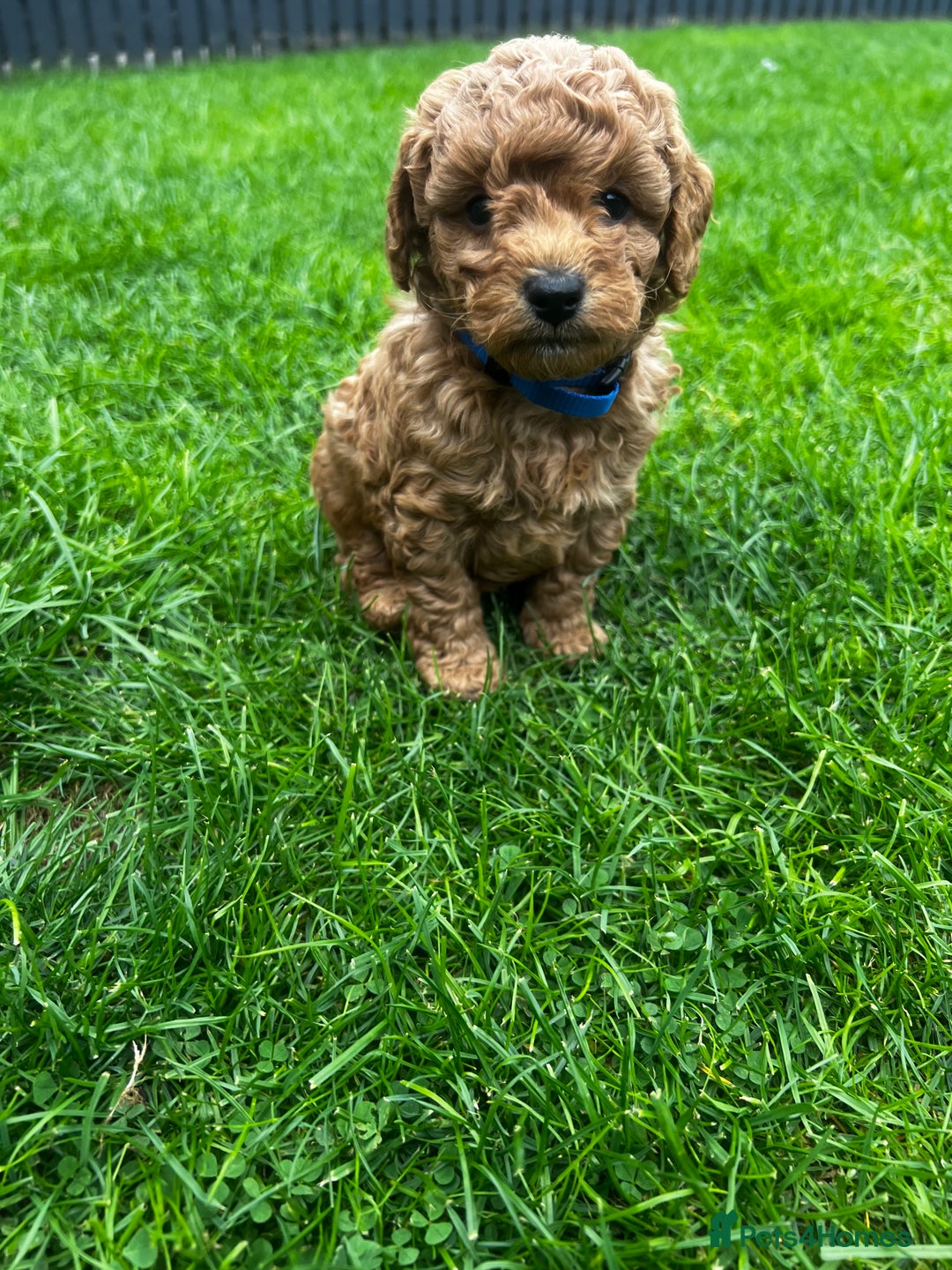 Toy Poodle dogs for sale: Gorgeous kc registered toy poodle pups  - Image 38
