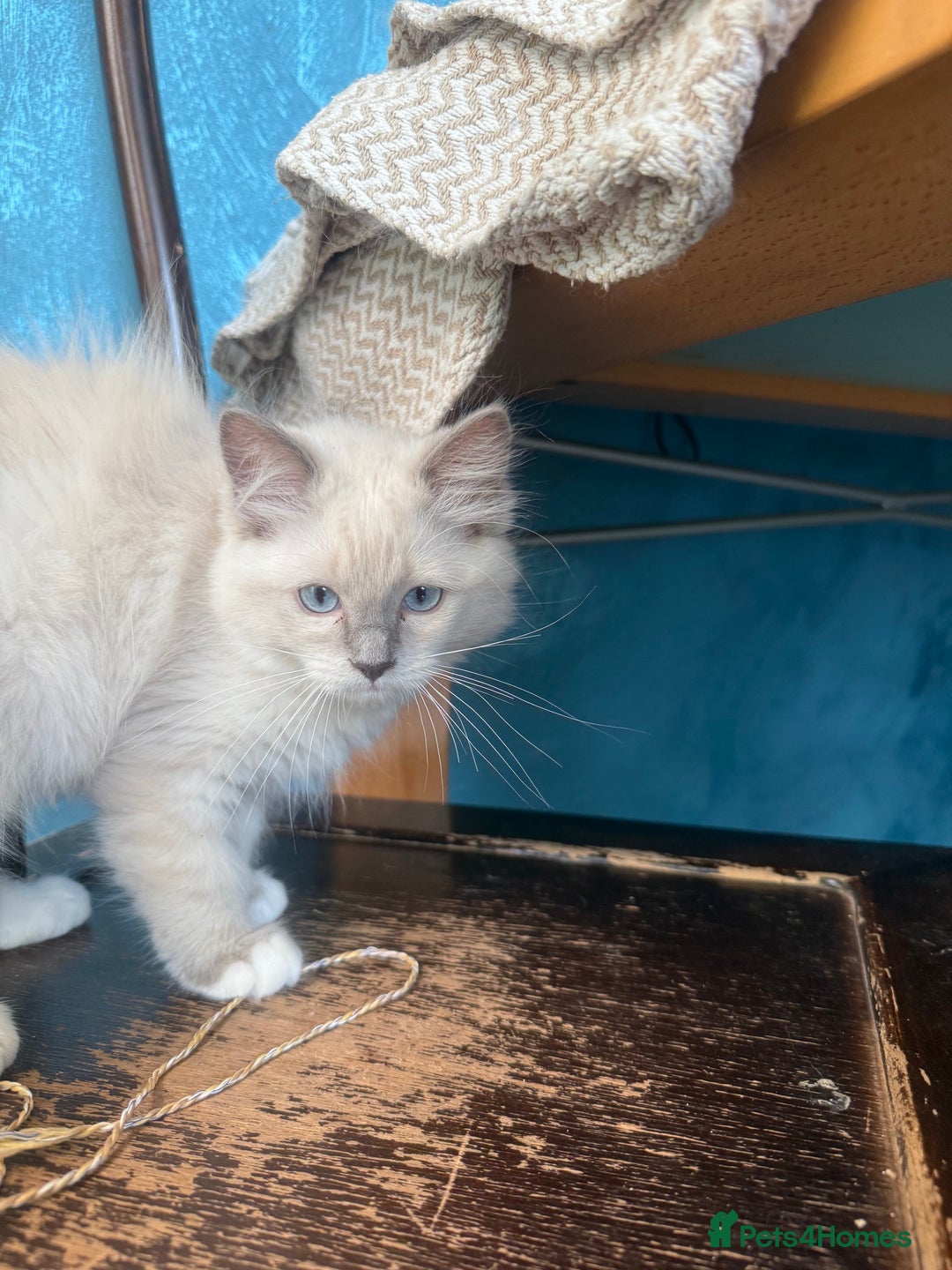 Ragdoll cats for sale: GORGEUS RAGDOLL KITTENS FOR SALE - Image 10