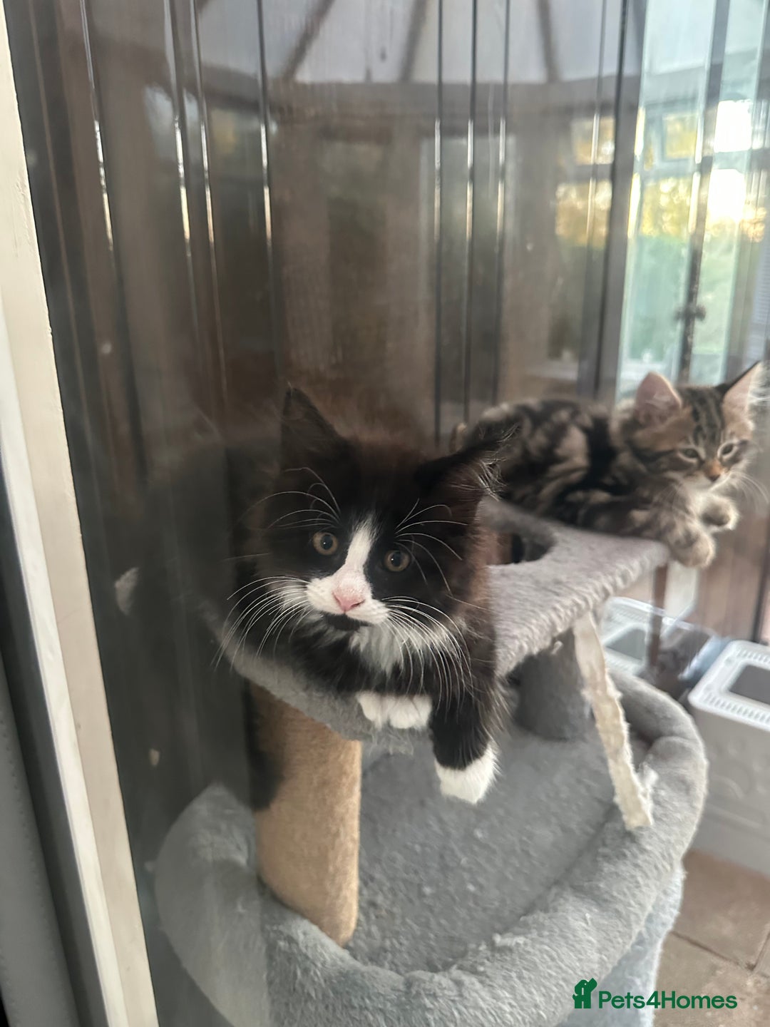 Maine Coon cats for sale: Black and white fluffy felix and coco - Image 26