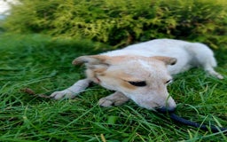 Mixed Breed dogs for adoption: 💖🐶 MILKA 🐶💖 - Advert 4