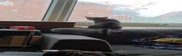 British Shorthair cats for sale: 10 month old tabby for sale - Advert 12