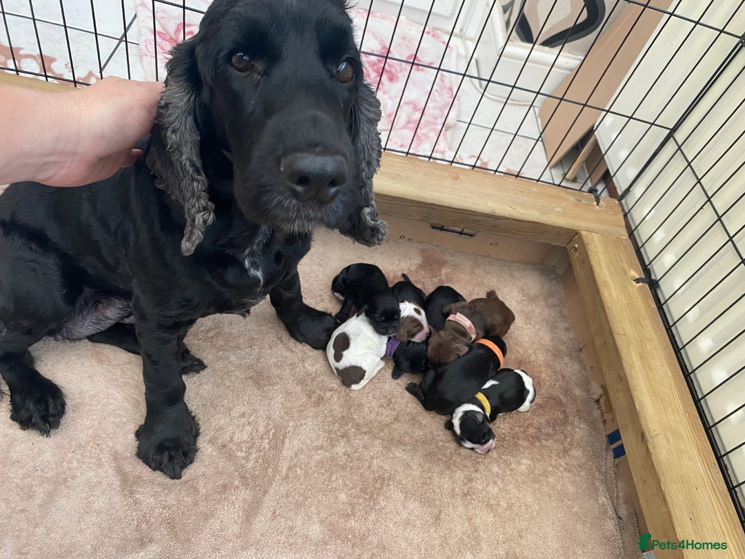 Cocker Spaniel dogs for sale: Cocker spaniels  - Advert 18