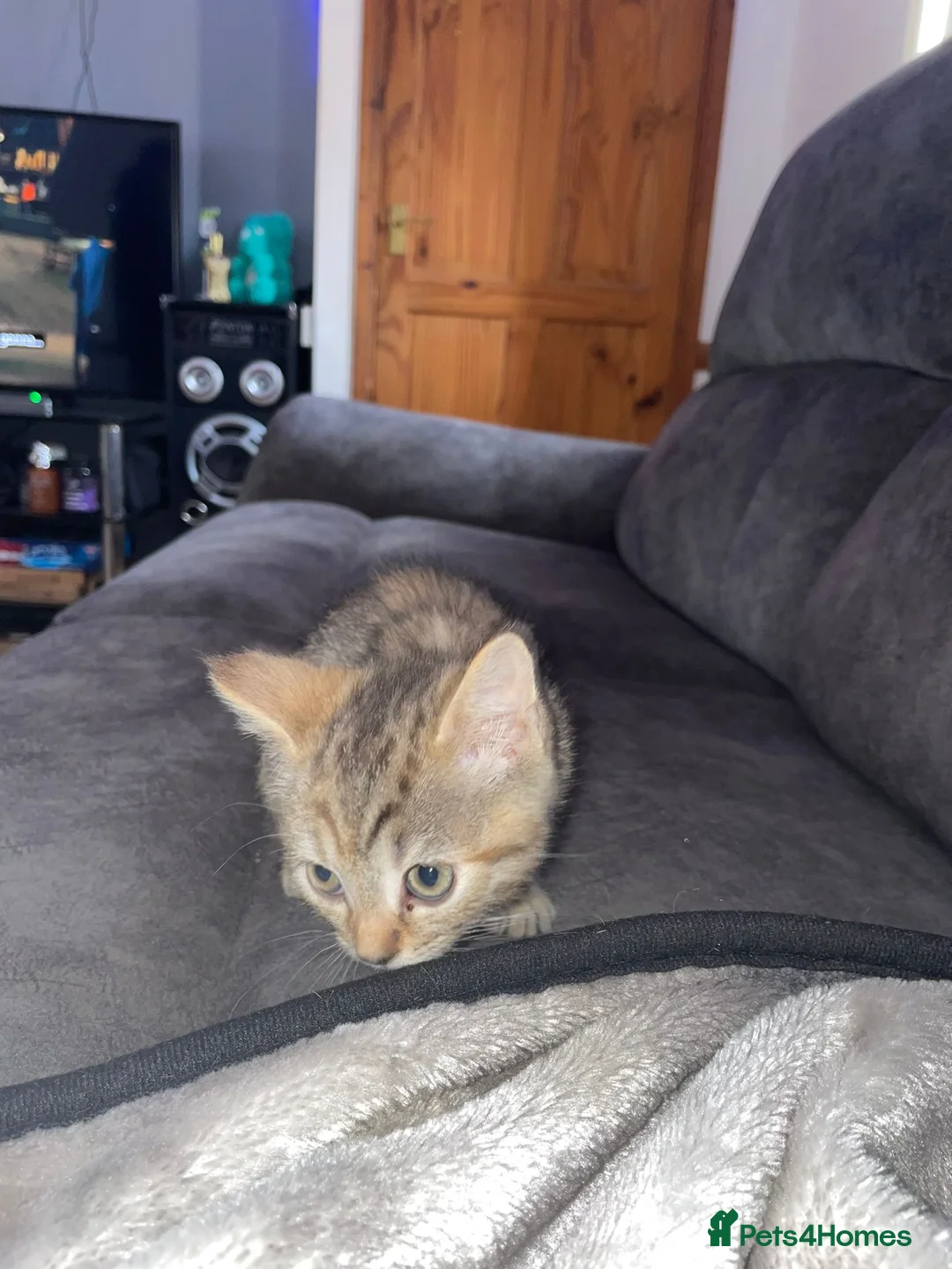 Mixed Breed cats for sale: Kittens for sale  - Advert 2