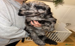 Cockapoo dogs for sale: F1 Merle Cockapoos - Image 5