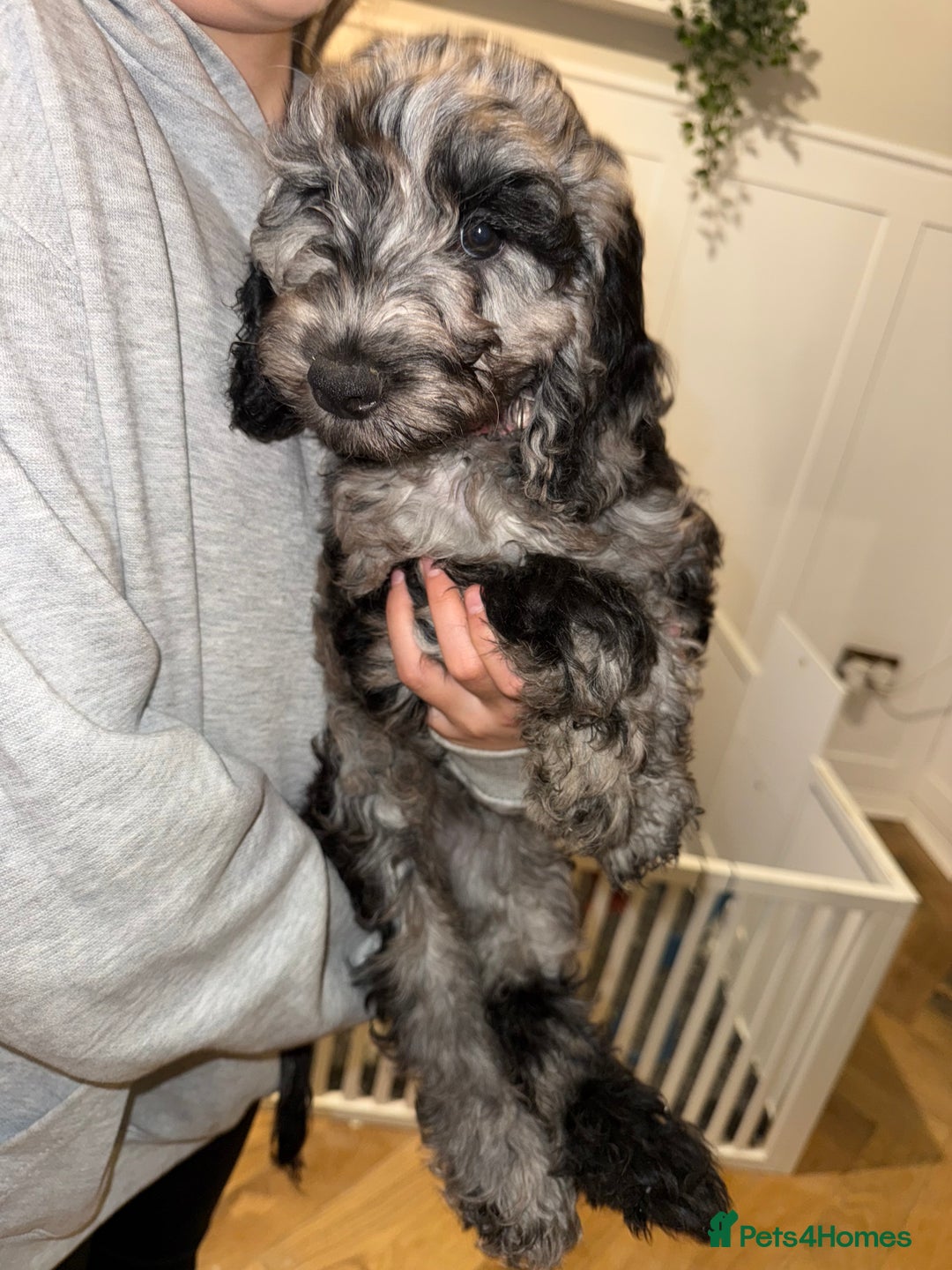 Cockapoo dogs for sale: F1 Merle Cockapoos - Image 5