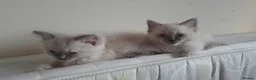 Ragdoll cats for sale: Ragdoll Kittens ready now - Advert 3