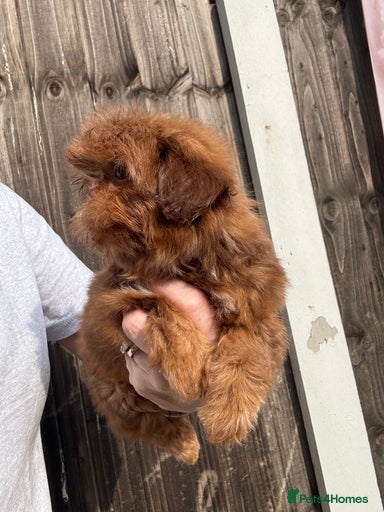 Gallery Image {{count}}