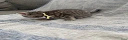 British Shorthair cats for sale: GCCF registered Kittens  - Advert 8