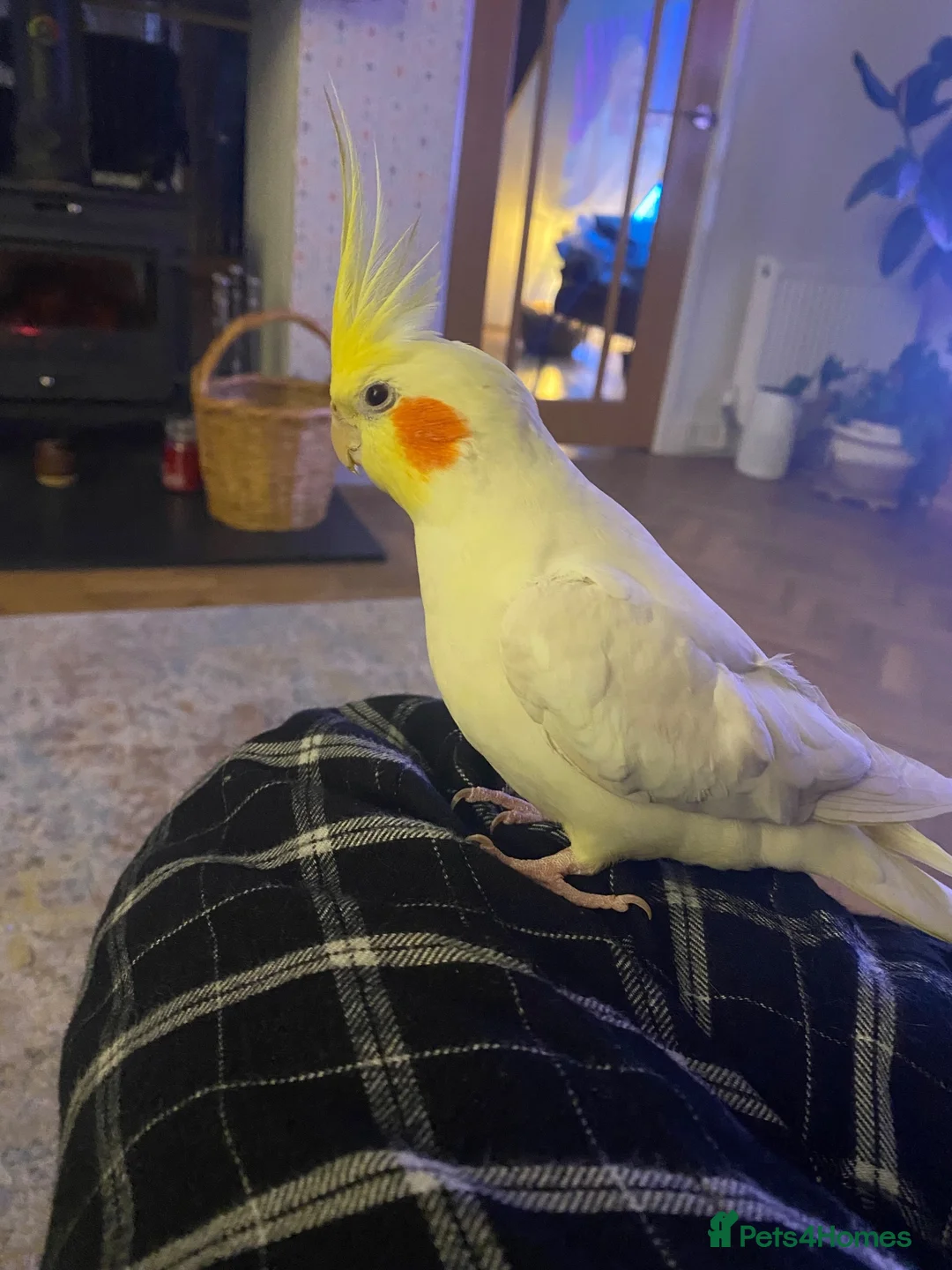 Cockatiels birds for sale: Male Lutino Cockatiel in Wirral - Advert 2