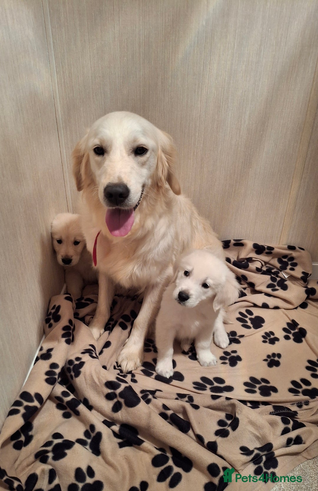 Golden Retriever dogs for sale: Kc, health tested, show type, golden retrievers. - Advert 10