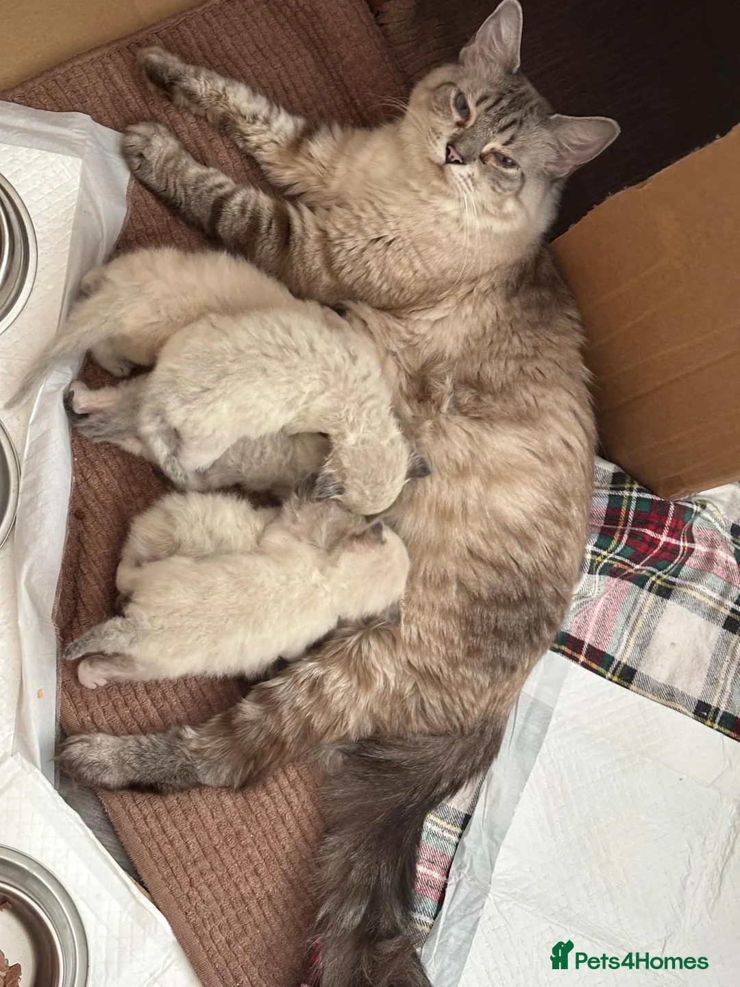 Ragdoll cats for sale: Beautiful Ragdoll kittens  - Advert 1