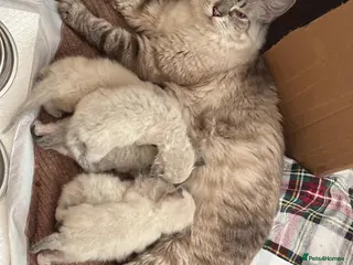 Ragdoll cats Beautiful Ragdoll kittens - Advert 1