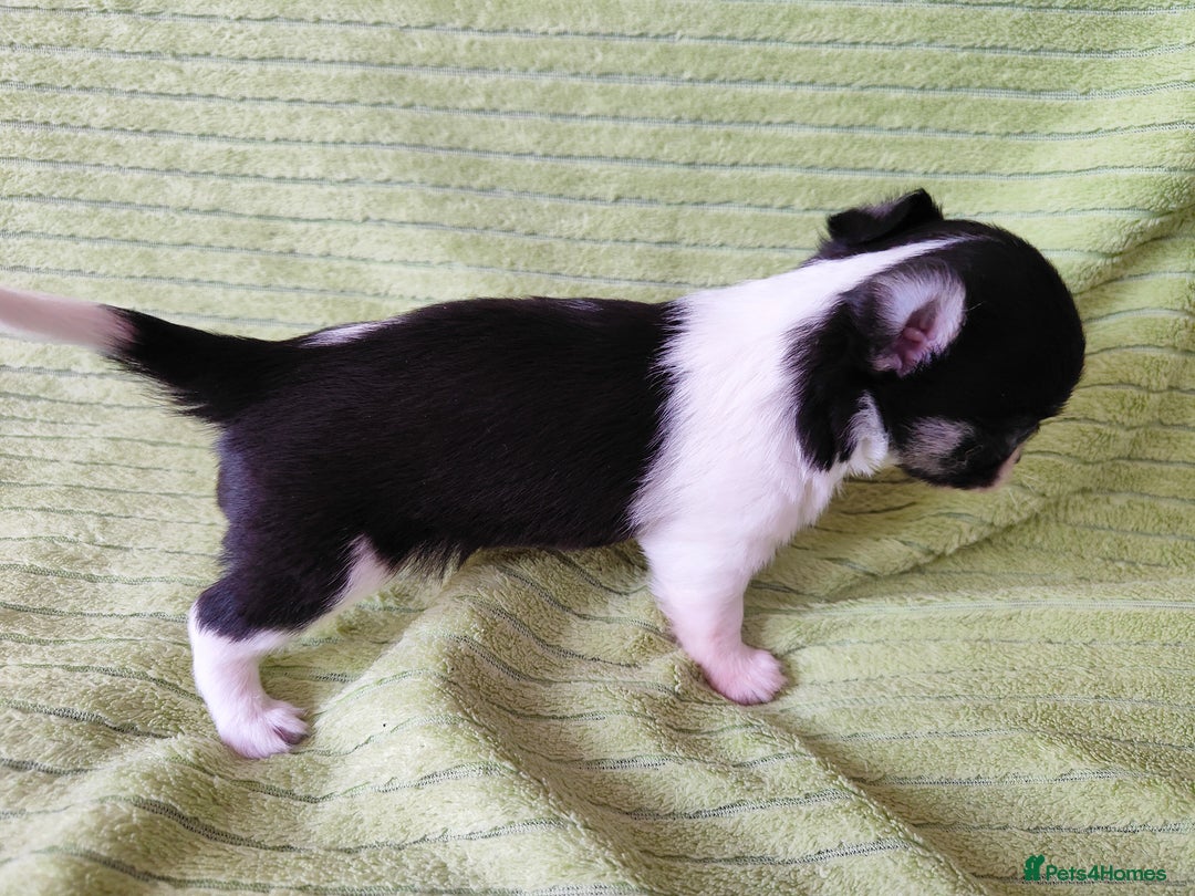Chihuahua dogs for sale: Amazing Quality Long Coat Chihuahua puppies - Image 25
