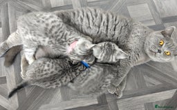 British Shorthair cats for sale: Ready to leave British Shorthair Kiitens - Image 7