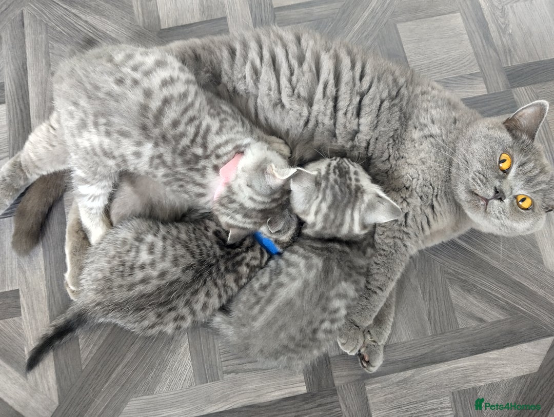 British Shorthair cats for sale: Ready to leave British Shorthair Kiitens - Image 7