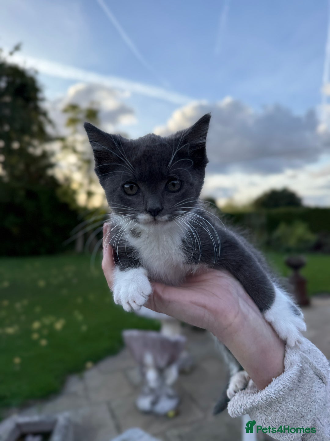 British Shorthair cats for sale: Adorable kittens looking for home  - Image 3