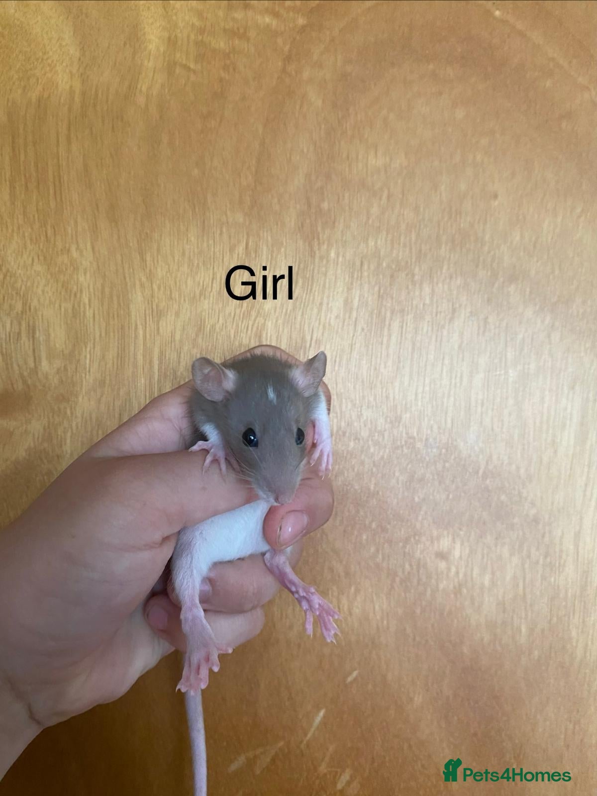 Rat rodents for sale: Mixed sexed baby rats in Chelmsford - Advert 1