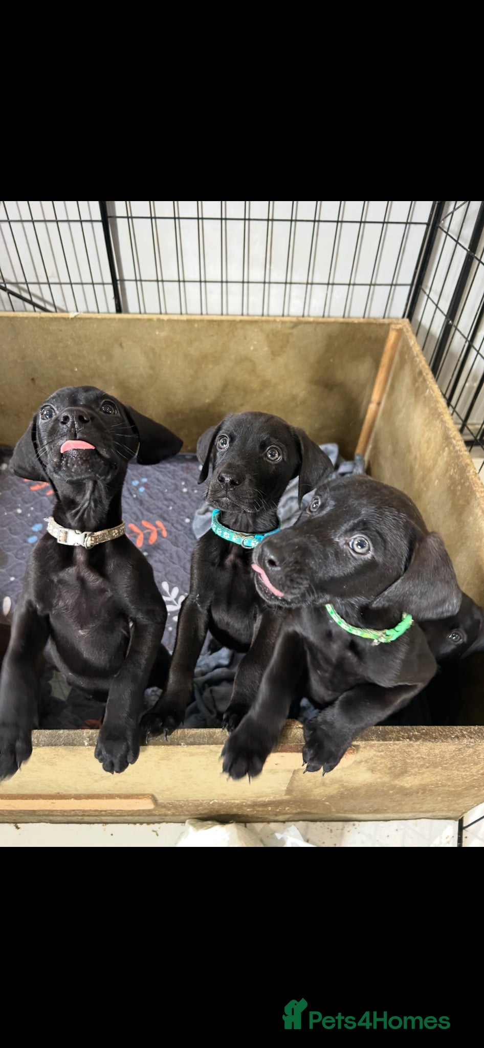 Mixed Breed dogs Dobermann x weimeraner puppies  - Advert 1