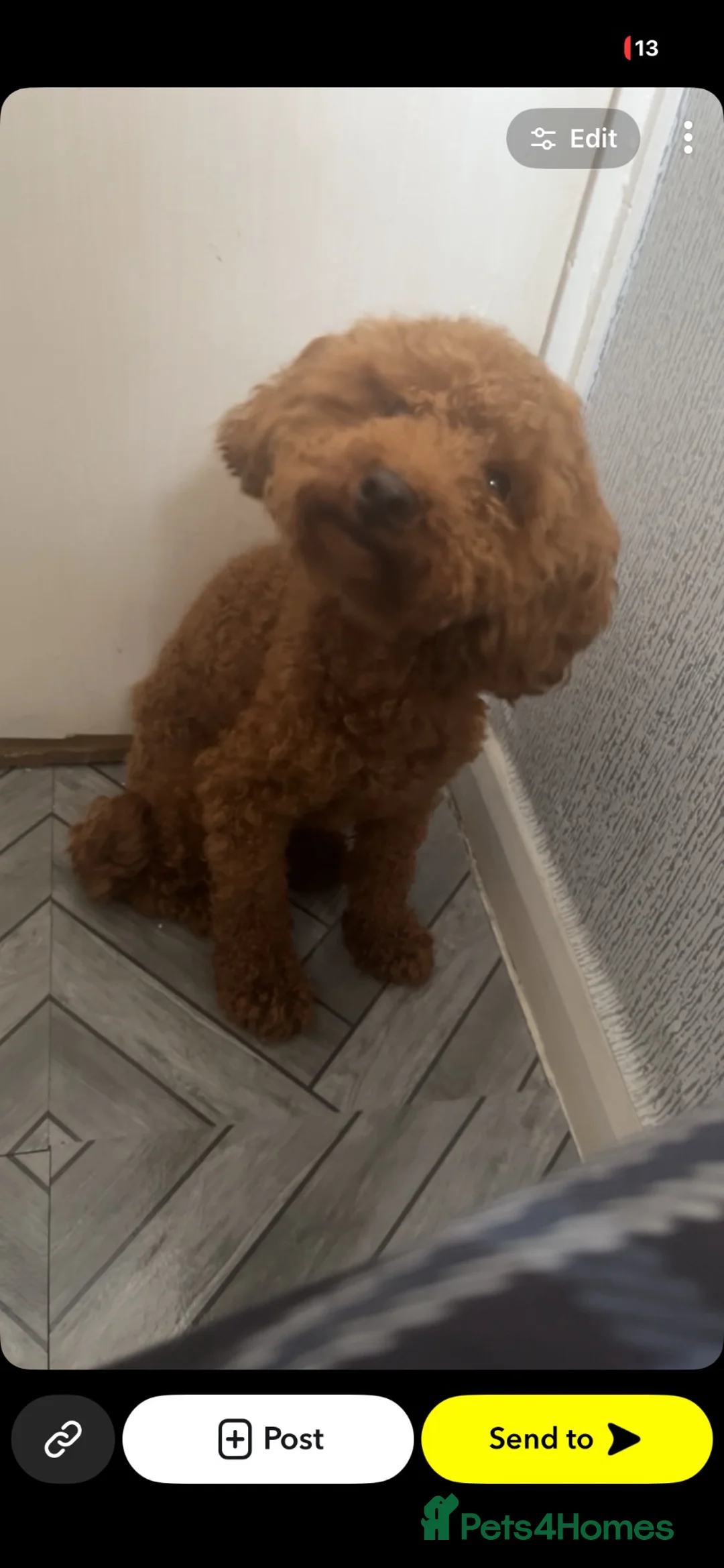 Miniature Poodle dogs for sale: 1 year old poodle miniature for sale  - Advert 2