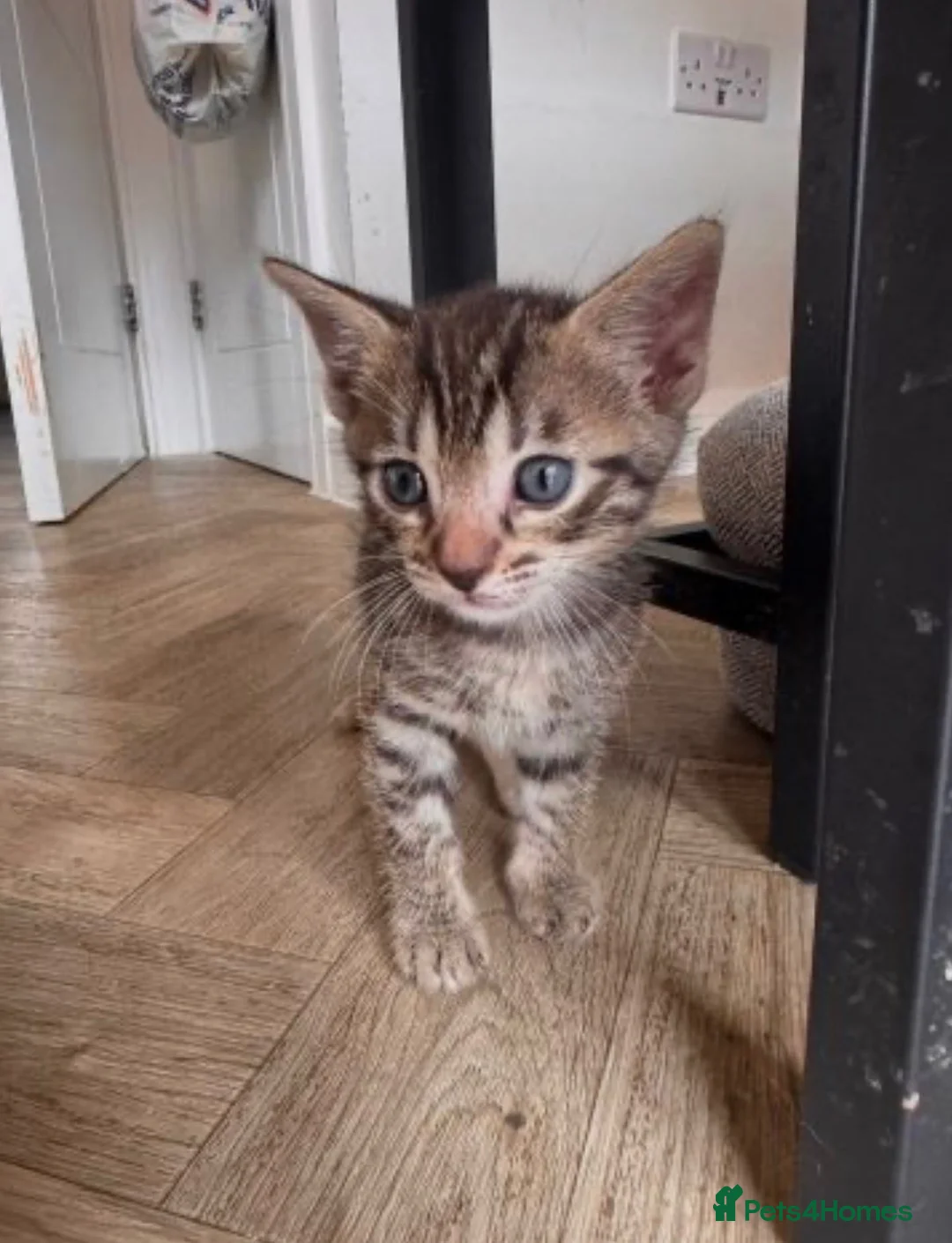 Bengal cats for sale: Bengal mix Kittens - Advert 5