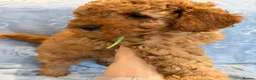 Toy Poodle dogs for sale: Beautiful health tested toy poodles  - Advert 15