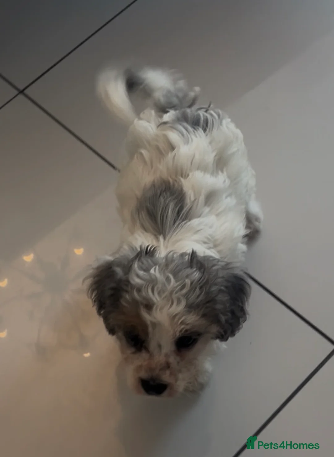 Cavapoo dogs for sale: Rare Merle female puppy - Advert 5