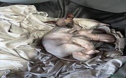Sphynx cats for sale: male sphynx  - Image 3