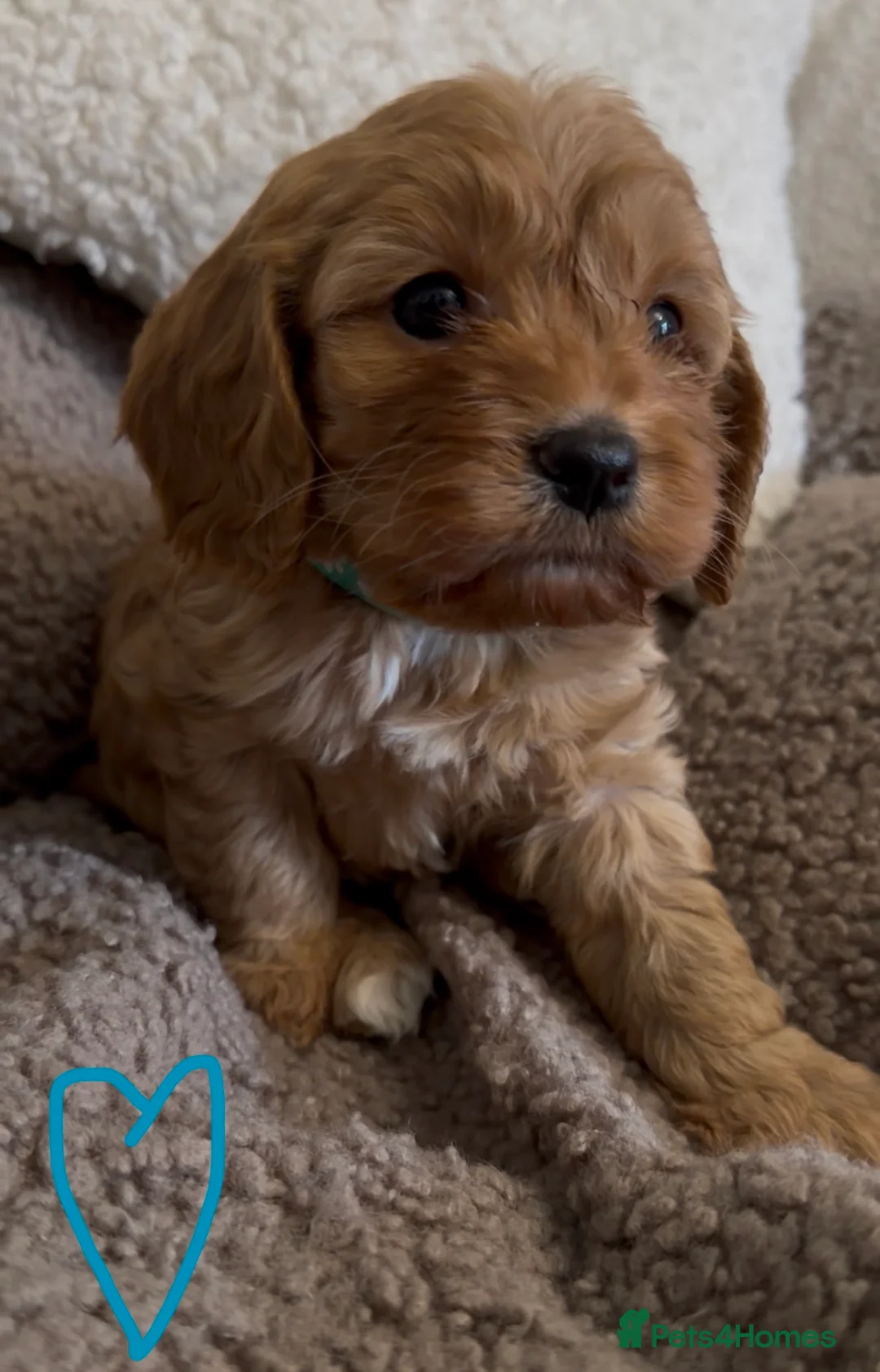 Cavapoo dogs for sale: F1 Cavapoo Puppies 🤎 3 girls, 2 boys 🤎 - Advert 2