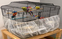 Budgerigars birds for sale: 2 Budgies and cage for sale - Image 2