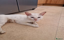 Mixed Breed cats for sale: Two white make kittens - Image 5