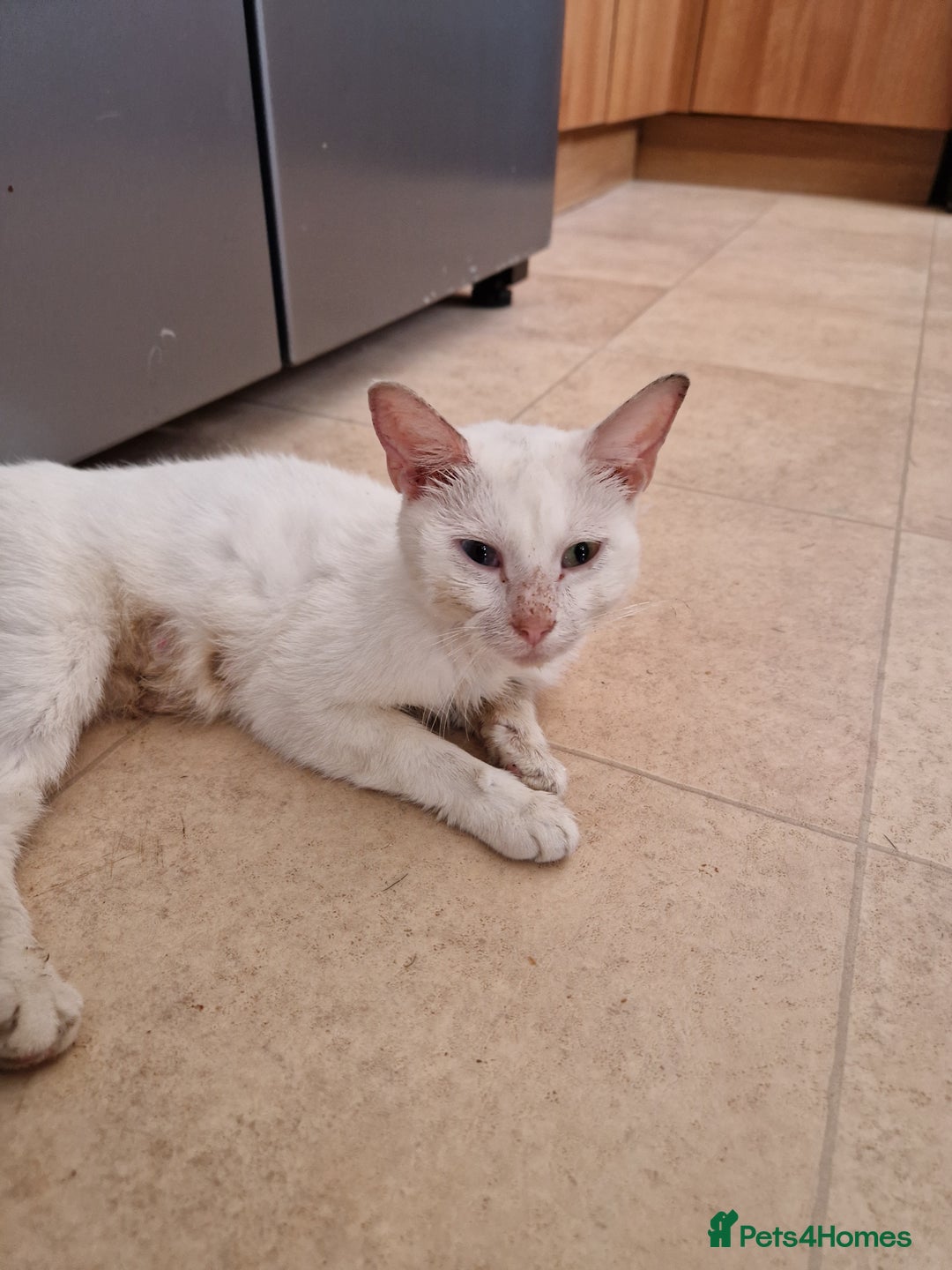 Mixed Breed cats for sale: Two white make kittens - Image 5