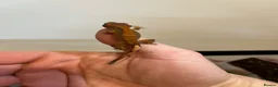 Gecko reptiles for sale: Crested gecko babies for sale  - Advert 2