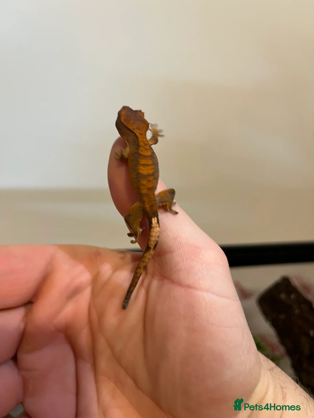 Gecko reptiles for sale: Crested gecko babies for sale  - Advert 2