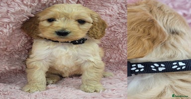 Cockapoo dogs for sale in Mansfield - Advert 3