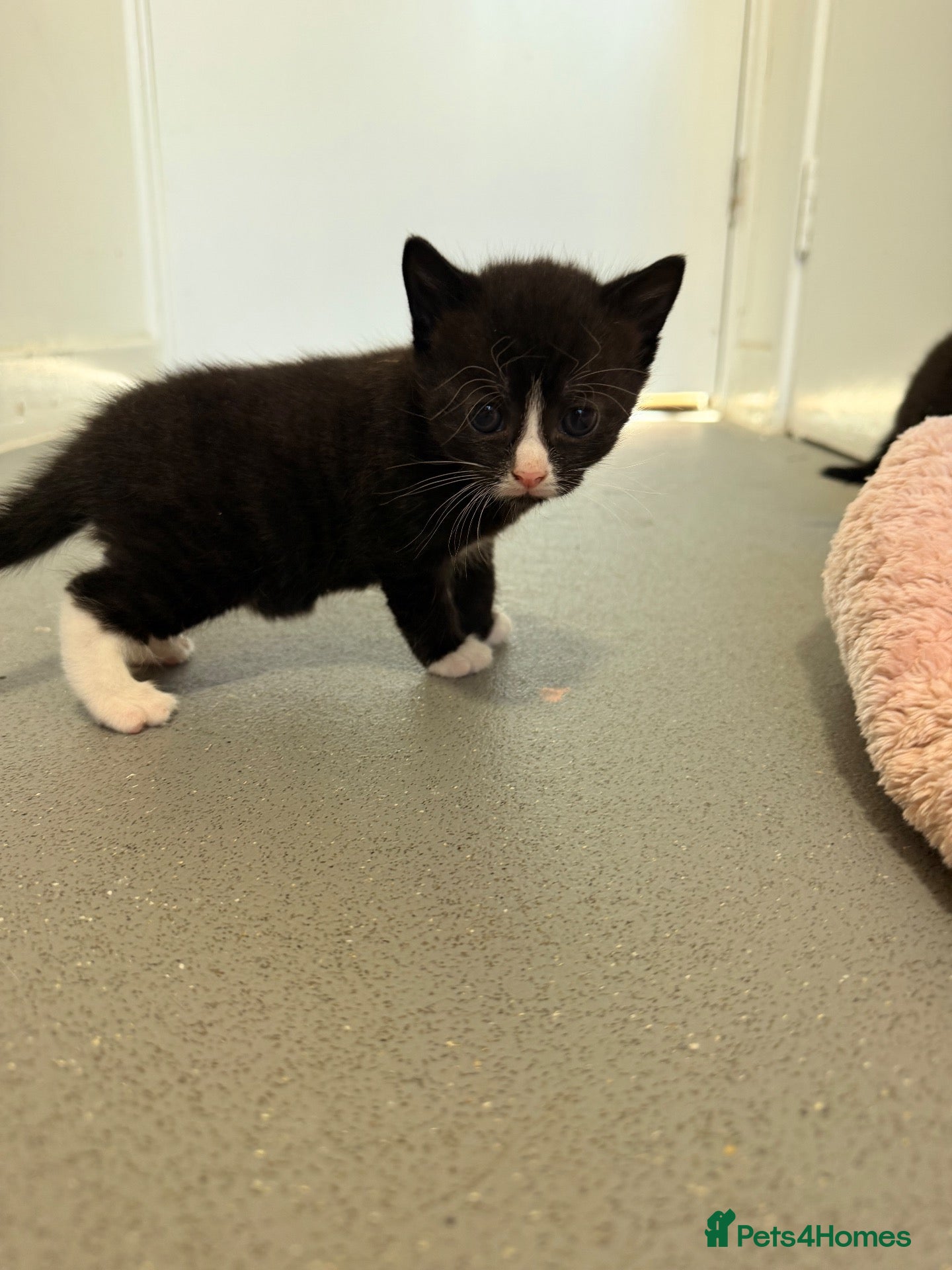 Mixed Breed cats 1 girl. 1 boy looking for forever family  - Advert 9