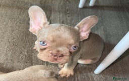 French Bulldog dogs for sale: ‼️ READY TO LEAVE NOW -3 French bulldog pups left! in Ripley - Image 10
