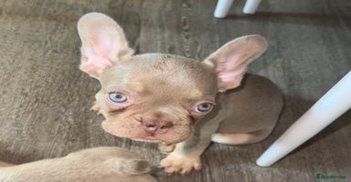 French Bulldog dogs in Ripley - Advert 7