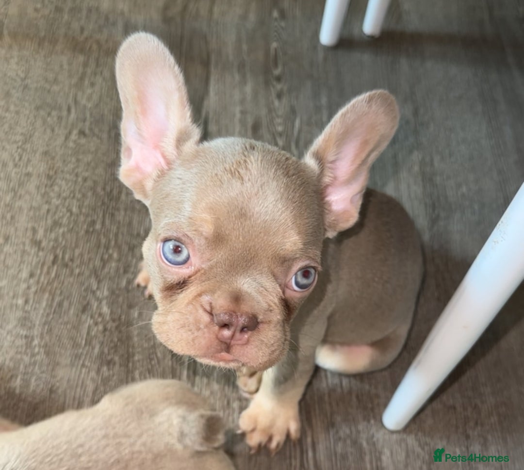 French Bulldog dogs for sale: ‼️ READY TO LEAVE NOW -3 French bulldog pups left! in Ripley - Image 10