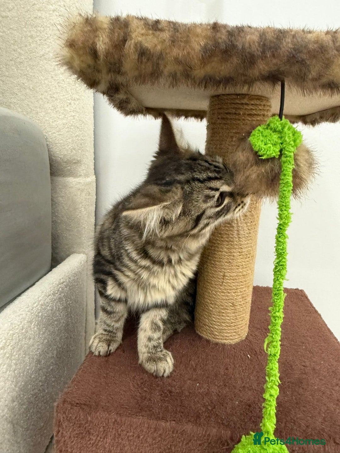Mixed Breed cats for sale: Kitten for sale - Image 6