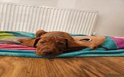 Hungarian Vizsla dogs for sale: 2 viz boys looking for loving homes - Image 27