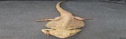 Bearded Dragon reptiles for sale: Male Bearded Dragon and Vivarium  in Hitchin - Advert 4