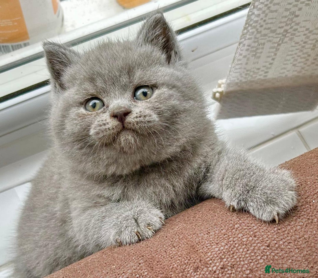 British Shorthair cats for sale: Gorgeous British Blue Kittens - Image 4