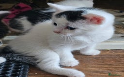 Mixed Breed cats for sale: 6 beautiful boys  - Image 16