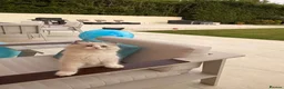 Ragdoll cats for sale: Surreys Finest & Fluffiest TICA Ragdoll Kitten  - Advert 5