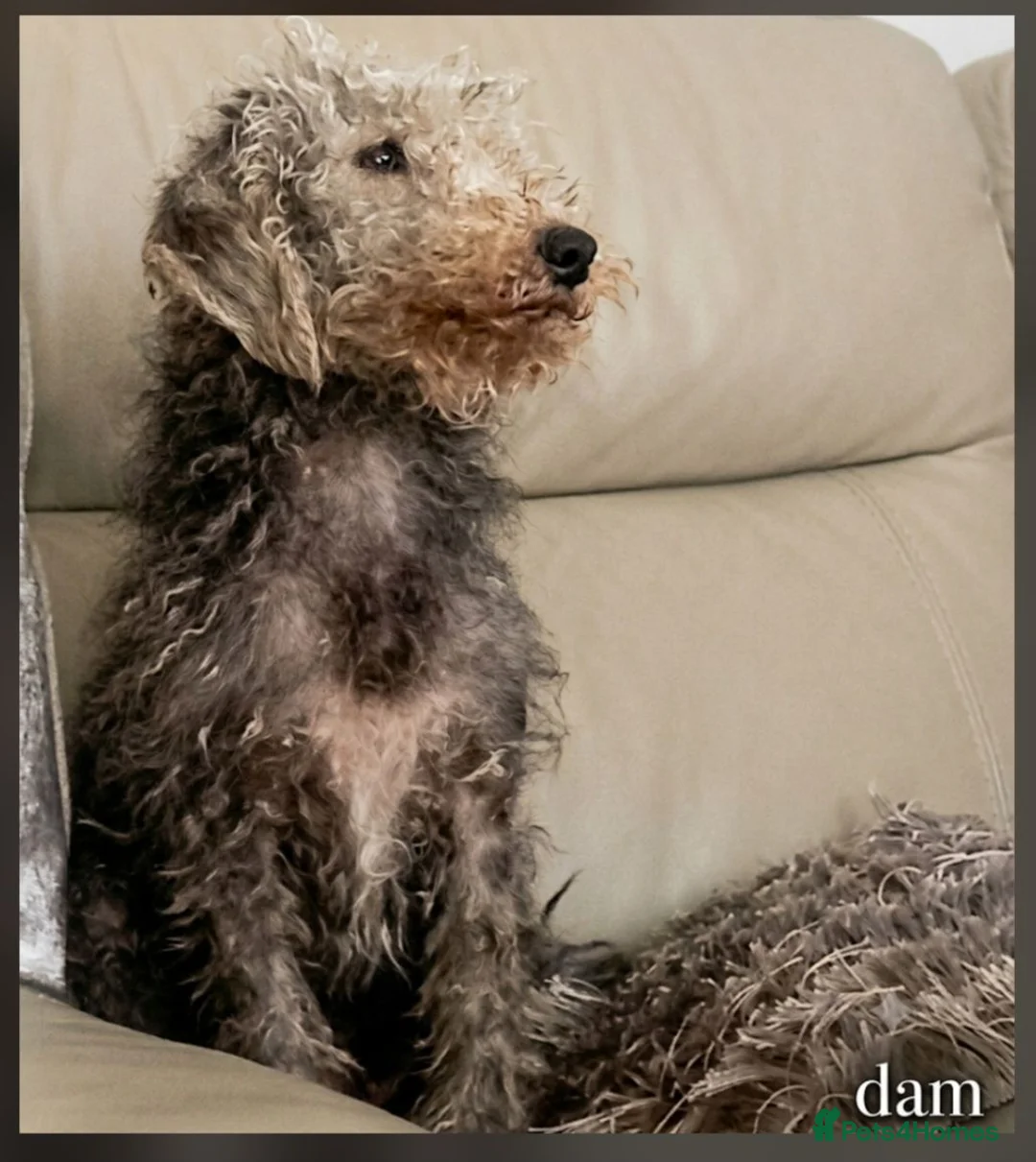 Bedlington Terrier dogs for sale: ELITE 5x champion lineage Bedlington terrier Boy.  - Advert 4