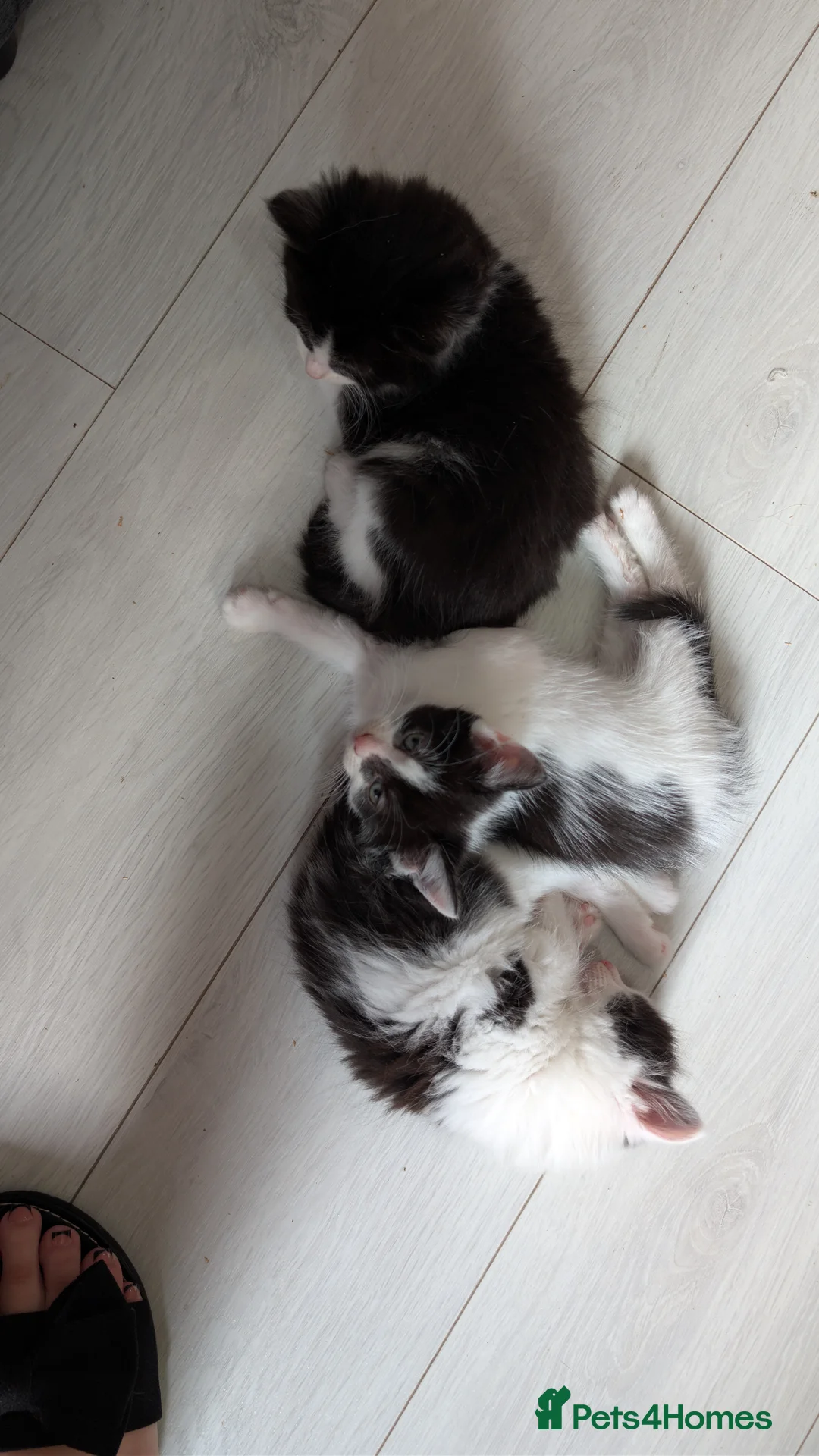 Mixed Breed cats for sale: Gorgeous kittens for sale  - Advert 2