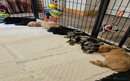 Cavapoo dogs for sale: 🐾 Gorgeous Health Tested F1 Cavapoo Puppies 🐶🐾 - Image 11