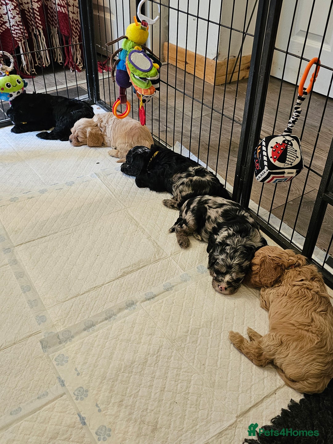Cavapoo dogs for sale: 🐾 Gorgeous Health Tested F1 Cavapoo Puppies 🐶🐾 - Image 11